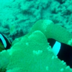 similans11feb28.jpg