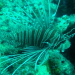 similans11feb29.jpg