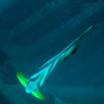 similans11feb66.jpg