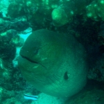 similans11feb34.jpg