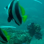 similans11feb45.jpg
