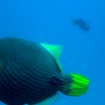 similans11feb46.jpg