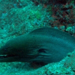 similans11feb55.jpg