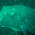 similans11feb69.jpg