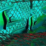 lab06tarutao11.jpg