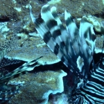 similan06trip18.jpg
