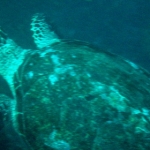 komodo10sept17.jpg