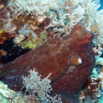 komodo10sept19.jpg