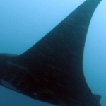 komodo10sept23.jpg