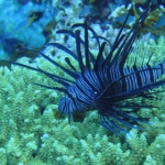 komodo10sept32.jpg