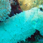 komodo10sept34.jpg