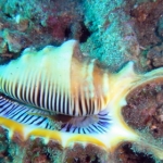 komodo10sept35.jpg
