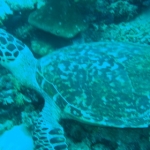 komodo10sept38.jpg