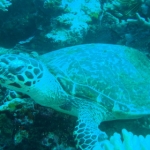 komodo10sept37.jpg