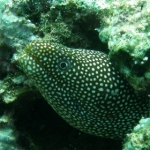 komodo10sept39.jpg