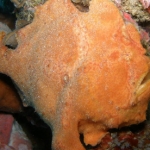 komodo10sept42.jpg