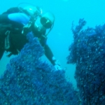 komodo10sept50.jpg