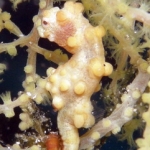 komodo10sept63.jpg