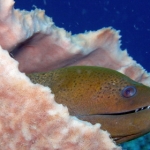 komodo10sept77.jpg