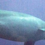 komodo10sept72.jpg