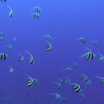 komodo10sept78.jpg