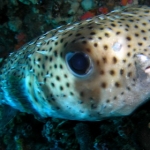 lab09similan18.jpg