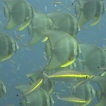 lab09similan20.jpg