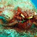 lab09similan52.jpg