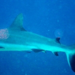 palau12apr014.jpg