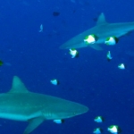 palau12apr074.jpg