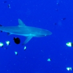 palau12apr095.jpg