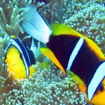 palau12apr087.jpg