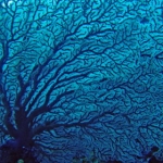 palau12apr098.jpg