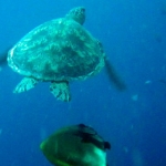 palau12apr100.jpg