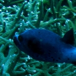 losinkra12july22.jpg