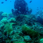 losinkra12july09.jpg