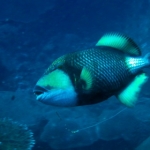 losinkra12july12.jpg