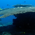 losinkra12july16.jpg