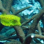 losinkra12july18.jpg
