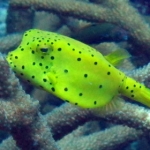 losinkra12july20.jpg