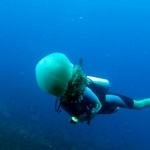 losinkra12july28.jpg