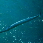 losinkra12july34.jpg