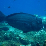losinkra12july36.jpg