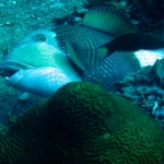 losinkra12july39.jpg