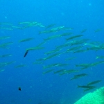losinkra12july47.jpg