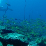 losinkra12july52.jpg