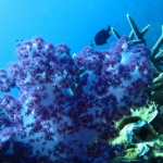 losinkra12july53.jpg