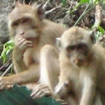 suratthani10.jpg