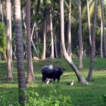 samuivirgincoast30.jpg