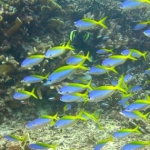 tubbataha14march26.jpg